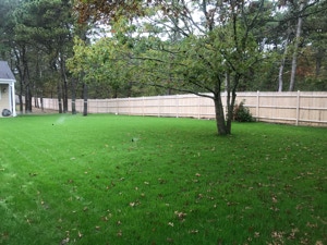 green lawn