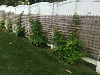 green lush lawn, thanks to Dependable Landscaping