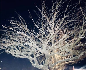 tree, lit at night by Dependable Landscaping